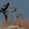 Wedge-tailed Eagle