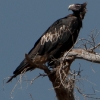 Wedge-tailed Eagle