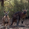 Red kangaroo en Aroona Valley