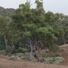 Arbol en Aroona Valley