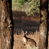 Wallaroo en Aroona Valley