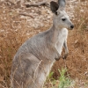 Wallaroo