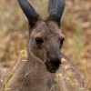 Western Grey Kangaroo