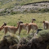 Guanacos