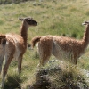 Guanacos