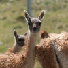 Guanacos