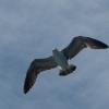 gaviota cocinera