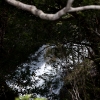 Arroyo en la selva valdiviana