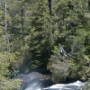 Arroyo en la selva valdiviana