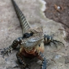 Eastern Water Dragon