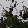 Grey-headed Flying fox