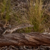 Perentie