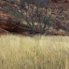 Watarrka Bush