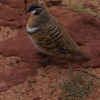 Spinifex pigeon