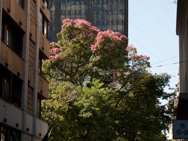 Avenida de Mayo